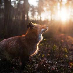 dreamingfox profile picture