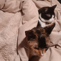 User Profile: Catluver03