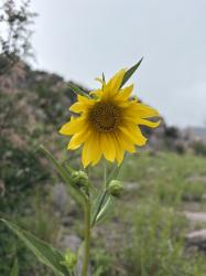 WildflowerAndWord profile picture