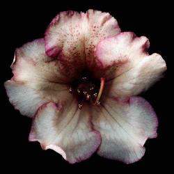User Profile: pinkClementine9008