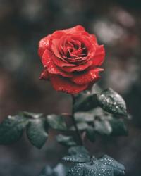 User Profile: lucygoosey1