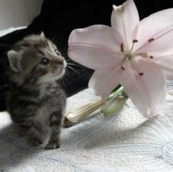 User Profile: CATSXD7