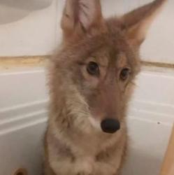 User Profile: coyoteskies
