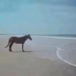 User Profile: anonyhorse64711