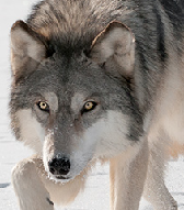 DireWolf62 profile picture