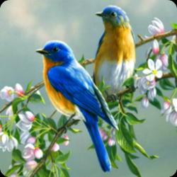 User Profile: babird1