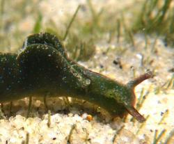 User Profile: ElysiaViridis