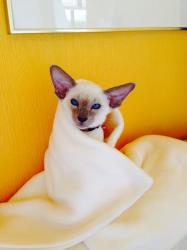 User Profile: WingedTheCat717