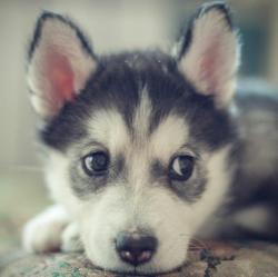 User Profile: DogLover8555