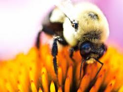 User Profile: savethebees40