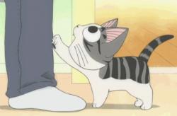 User Profile: affectionateKitten