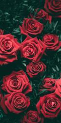 User Profile: JazzyQueen