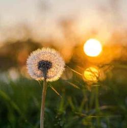 User Profile: SingingDandelions288