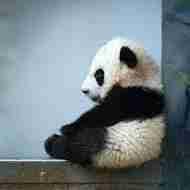 User Profile: Lonelypanda6842