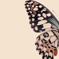 User Profile: BlumbleBee