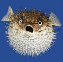 User Profile: AltruisticFish4242
