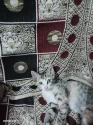 User Profile: meowmeow1612