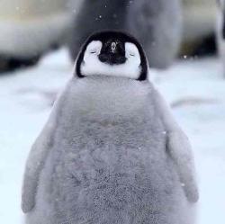 User Profile: penguin444