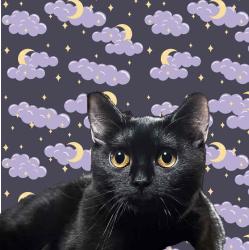 User Profile: WindyCat