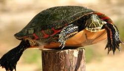 User Profile: yertletheturtle