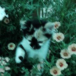 User Profile: mintea27