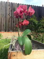 User Profile: purpleorchid