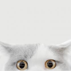 User Profile: scarletCat5668