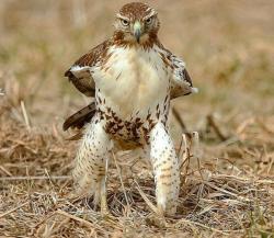 User Profile: sassyhawk