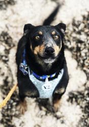 User Profile: CardiganCorgi