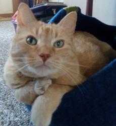 User Profile: Cammiecat
