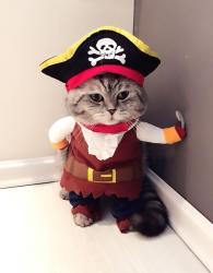User Profile: PiratePuppy