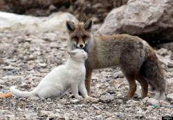 User Profile: FoxRed479