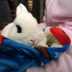 User Profile: strawberrytaroboba
