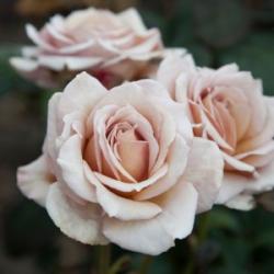 User Profile: 0silentrose0