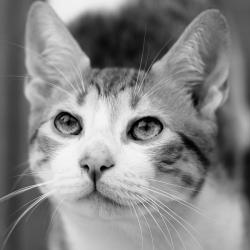 User Profile: purrr