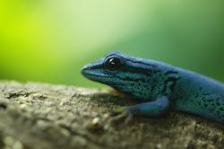 User Profile: BlueGeco