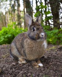 User Profile: cabbit