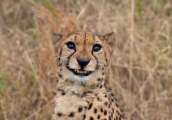 User Profile: greencheetah