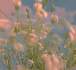 User Profile: Silentlywishing