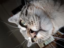 User Profile: NoodleRoo