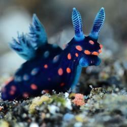 User Profile: SlugBuggie