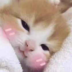 User Profile: pinkipink