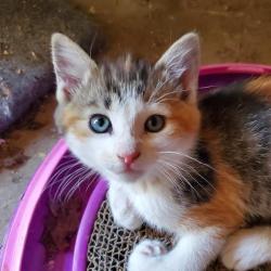User Profile: pinkbunnywabbit