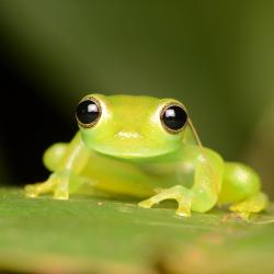 User Profile: InternetFroggie
