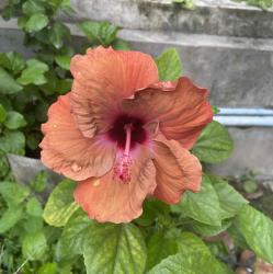 User Profile: SnehaSantra1997