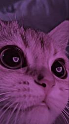 User Profile: purplemew