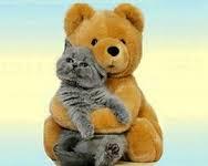 User Profile: TeddyBearsnKittens